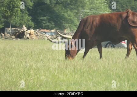 Riese der Ebenen frei in Woburn Safaripark zu wandern Stockfoto