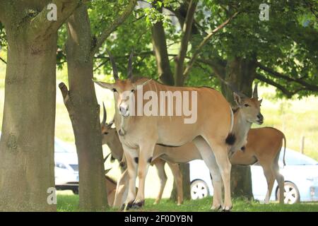 Riese der Ebenen frei in Woburn Safaripark zu wandern Stockfoto