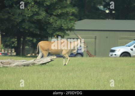 Riese der Ebenen frei in Woburn Safaripark zu wandern Stockfoto