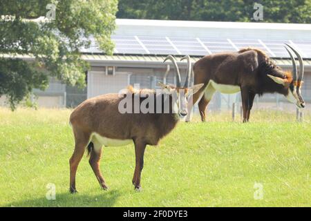 Riese der Ebenen frei in Woburn Safaripark zu wandern Stockfoto