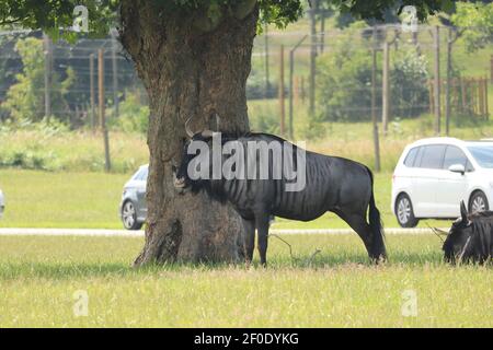 Riese der Ebenen frei in Woburn Safaripark zu wandern Stockfoto