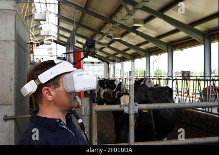 DEUTSCHLAND, echem, Smart Milk cow Milk Farm, Digitalisierung der Landwirtschaft, digitale Kuhbrillen zur Simulation und Analyse der Kuhwahrnehmung / DEUTSCHLAND, Landwirtschaftliche Bildungszentrum (EBZ) in echem, Digitalisierung im Kuhstall und Melkstand, Digitale Kuhbrille, Simulation und Analyse der Wahrnehmung der Kuh Stockfoto