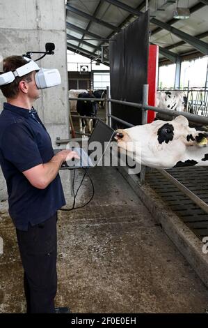 DEUTSCHLAND, echem, Smart Milk cow Milk Farm, Digitalisierung der Landwirtschaft, digitale Kuhbrillen zur Simulation und Analyse der Kuhwahrnehmung / DEUTSCHLAND, Landwirtschaftliche Bildungszentrum (EBZ) in echem, Digitalisierung im Kuhstall und Melkstand, Digitale Kuhbrille, Simulation und Analyse der Wahrnehmung der Kuh Stockfoto