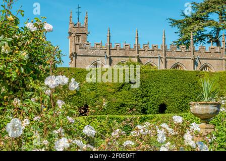 White Rose Büsche bei Sudeley Castle ist ein Schloss in der Nähe von Winchcombe, Gloucestershire, England Stockfoto