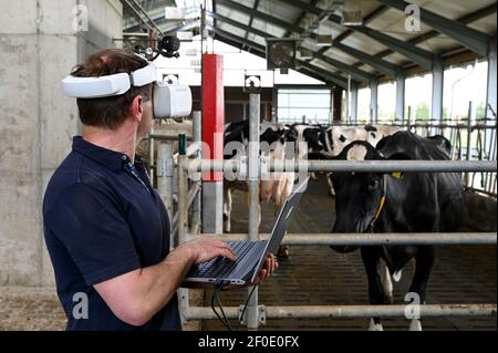 DEUTSCHLAND, echem, Smart Milk cow Milk Farm, Digitalisierung der Landwirtschaft, digitale Kuhbrillen zur Simulation und Analyse der Kuhwahrnehmung / DEUTSCHLAND, Landwirtschaftliche Bildungszentrum (EBZ) in echem, Digitalisierung im Kuhstall und Melkstand, Digitale Kuhbrille, Simulation und Analyse der Wahrnehmung der Kuh Stockfoto