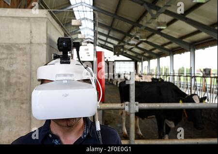 DEUTSCHLAND, echem, Smart Milk cow Milk Farm, Digitalisierung der Landwirtschaft, digitale Kuhbrillen zur Simulation und Analyse der Kuhwahrnehmung / DEUTSCHLAND, Landwirtschaftliche Bildungszentrum (EBZ) in echem, Digitalisierung im Kuhstall und Melkstand, Digitale Kuhbrille, Simulation und Analyse der Wahrnehmung der Kuh Stockfoto