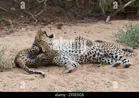 Ein Leopardenjunges, das mit seiner Mutter im Busch spielt, Foto auf einer Safari im Krüger National Park, Südafrika Stockfoto