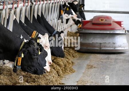 DEUTSCHLAND, echem, intelligenter Milchkuhmilchbetrieb, Digitalisierung der Landwirtschaft, Milchkühe im Stall, Kühe mit Kragen und Sensor- und Melderchips für Datenanalyse und Robotermelken, Futterschieberroboter LELY JUNO, Silage und konzentriertes Tierfutter mit Sojabohnen Stockfoto