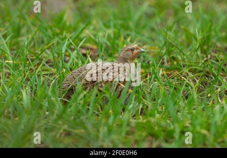 Nahaufnahme eines Grauen Rebhuhns im Frühling. Wissenschaftlicher Name: Perdix perdix. Auch bekannt als die englische Rebhuhn. Stand in natürlichen Farmland Lebensraum. Stockfoto