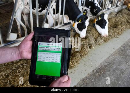 DEUTSCHLAND, echem, intelligenter Milchkuhmilchbetrieb, Digitalisierung der Landwirtschaft, Kühe mit Halsband mit Sensor und Melkchips für Robotermelken, Datenerfassung mit Tablet, Futtersilage und konzentriertes Tierfutter mit Sojabohnen Stockfoto