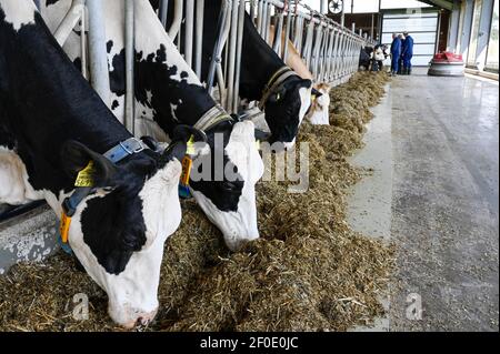 DEUTSCHLAND, echem, intelligenter Milchkuhmilchbetrieb, Digitalisierung der Landwirtschaft, Milchkühe im Stall, Kühe mit Kragen und Sensor- und Melderchips für Datenanalyse und Robotermelken, Futterschieberroboter LELY JUNO, Silage und konzentriertes Tierfutter mit Sojabohnen Stockfoto
