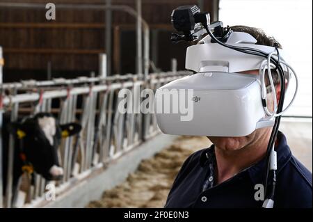 DEUTSCHLAND, echem, Smart Milk cow Milk Farm, Digitalisierung der Landwirtschaft, digitale Kuhbrillen zur Simulation und Analyse der Kuhwahrnehmung / DEUTSCHLAND, Landwirtschaftliche Bildungszentrum (EBZ) in echem, Digitalisierung im Kuhstall und Melkstand, Digitale Kuhbrille, Simulation und Analyse der Wahrnehmung der Kuh Stockfoto