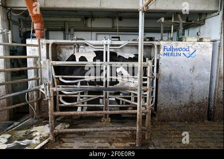 DEUTSCHLAND, echem, Smart Milk cow Milk Farm, Digitalisierung der Landwirtschaft, Melkroboter Fullwood Merlin / DEUTSCHLAND, Landwirtschaftliche Bildungszentrum (EBZ) in echem, Digitalisierung im Kuhstall und Melkstand, Melkroboter Fullwood Merlin Stockfoto