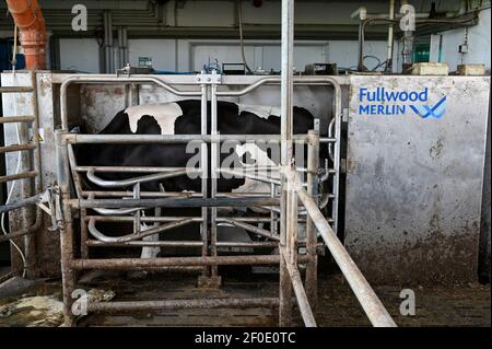 DEUTSCHLAND, echem, Smart Milk cow Milk Farm, Digitalisierung der Landwirtschaft, Melkroboter Fullwood Merlin / DEUTSCHLAND, Landwirtschaftliche Bildungszentrum (EBZ) in echem, Digitalisierung im Kuhstall und Melkstand, Melkroboter Fullwood Merlin Stockfoto