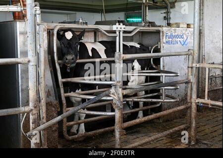 DEUTSCHLAND, echem, Smart Milk cow Milk Farm, Digitalisierung der Landwirtschaft, Melkroboter Fullwood Merlin / DEUTSCHLAND, Landwirtschaftliche Bildungszentrum (EBZ) in echem, Digitalisierung im Kuhstall und Melkstand, Melkroboter Fullwood Merlin Stockfoto