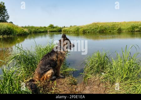 Deutscher Schäferhund sitzt am Wasser. Hund am Flussufer. Stockfoto