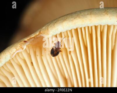 Winziger Derodontus trisignatus-Pilzkäfer auf Late Austernpilz (Panellus serotinus) Stockfoto