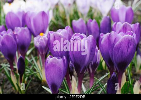 Frühling lila Krokusse Nahaufnahme im Garten blühen im Frühjahr. Selektiver Fokus Stockfoto