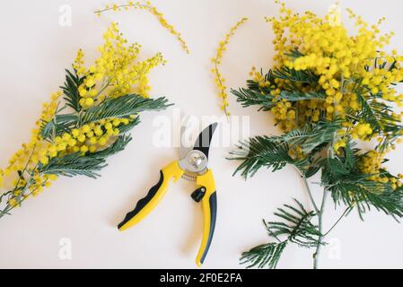 Frische Mimosenzweige, Gartenbeschneidewerkzeug auf beigefarbenem pastellfarbenem Hintergrund. Gartenarbeit und Floristik, das Konzept der Frühlingsarbeit. Flach liegend Stockfoto