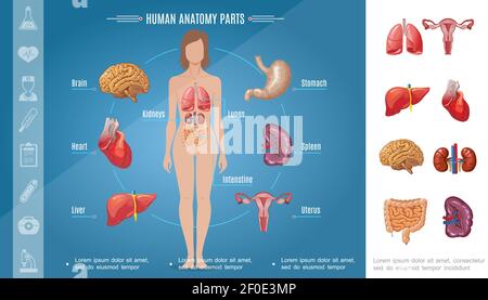 Cartoon Frau Körperorgane Konzept mit Gehirn Magen Lungen Nieren Herz Leber Milz Darm weibliche Fortpflanzungssystem Vektor Illustration Stock Vektor