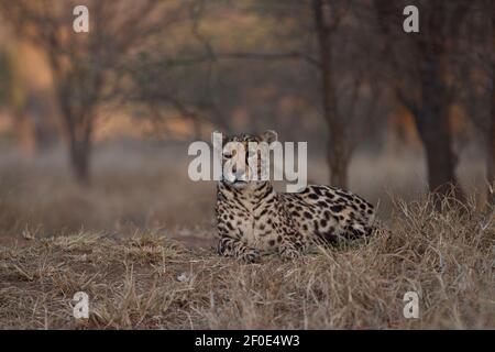 Portrait eines King Cheetah, fotografiert auf einer Safari im Kruger Park, Südafrika Stockfoto