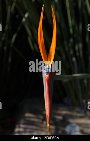 Strelitzia, Pflanzenfamilie Strelitziaceae, Paradiesvogel Blume. Kirstenbosch National Botanical Garden, Kapstadt, Südafrika Stockfoto