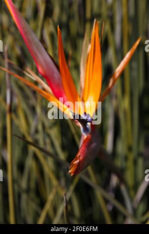 Paradiesvogel Blume, oder Strelitzia, Pflanzenfamilie Strelitziaceae. Kirstenbosch National Botanical Garden, Kapstadt, Südafrika Stockfoto