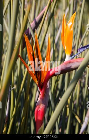 Paradiesvogel Blume, oder Strelitzia, Pflanzenfamilie Strelitziaceae. Kirstenbosch National Botanical Garden, Kapstadt, Südafrika Stockfoto