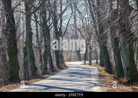 Dorfstraße auf beiden Seiten mit alten Linden gesäumt Früher Frühling neblig Morgen Niederschlesien Polen Stockfoto