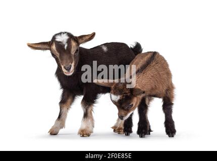 Zwei niedliche kleine Ziegen spielen zusammen. Isoliert auf weißem Hintergrund. Stockfoto