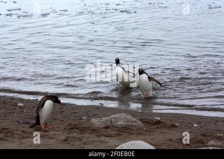 Gentoo Pinguin an der Küste in der Antarktis Stockfoto