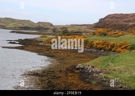 Schottischer Besen auf dem Land im Dunvegan Castle auf der Isle of Skye, Schottland Stockfoto