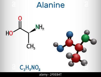 Alanin, L-Alanin, Ala, EIN Molekül. Es ist nicht essentielle Aminosäure. Strukturelle chemische Formel und Molekülmodell. Vektorgrafik Stock Vektor