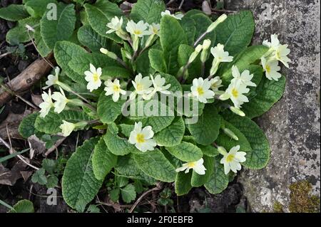 Primeln (Primula vulgarisms) St. James Church, North Cray, Kent. VEREINIGTES KÖNIGREICH Stockfoto