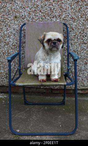 Ein kleiner süßer Shih Tzu Hund saß auf einem schmuddeligen Liegestuhl. Stockfoto