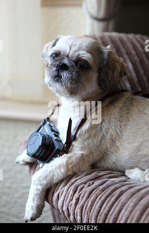 Ein kleiner Shih Tzu Hund saß auf einem Sofa mit einer Kamera um den Hals. Stockfoto