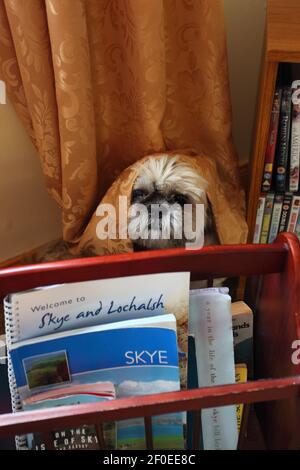 Ein kleiner Shih Tzu Hund versteckt sich hinter einem Vorhang und einem Zeitschriftenständer. Stockfoto