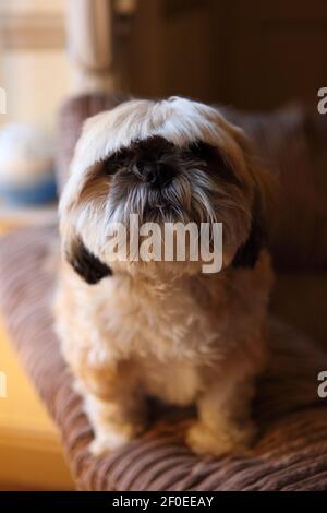 Ein kleiner süßer Shih Tzu Hund saß auf einem Sofa mit nach vorne geputztem Haar. Stockfoto