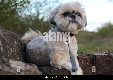 Ein Shih Tzu Hund saß auf einer Steinmauer mit Wald im Hintergrund posiert. Stockfoto