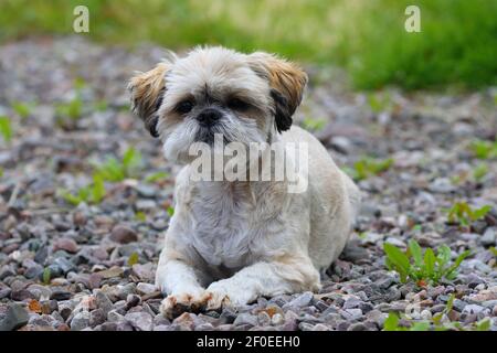 Ein kleiner Shih Tzu Hund, der auf einem Schotterweg für die Kamera posiert. Stockfoto