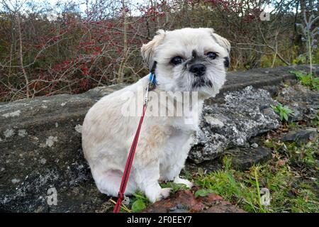 Ein Shih Tzu Hund saß auf einer Steinmauer mit Wald im Hintergrund posiert. Stockfoto