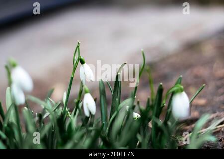 Unschärfe Schnee Tropfen Blumen Hintergrund. Seitenansicht. Schneeglöckchen Frühling blüht auf einer Lichtung im Wald. Verwischen Sie den Boden. Schneeglöckchen, Symbol des Frühlings. Galanthus Stockfoto