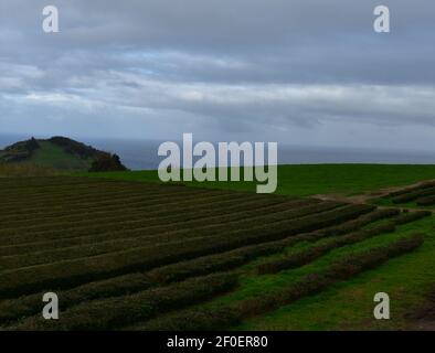 Teeplantage mit der Teeplantage in Reihen auf Sao Miguel gepflanzt. Stockfoto