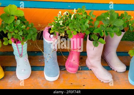 Erdbeeren Pflanze wächst in Gummistiefeln, Schuhe wie alternative Töpfe Blumen in Stiefeln gepflanzt Stockfoto