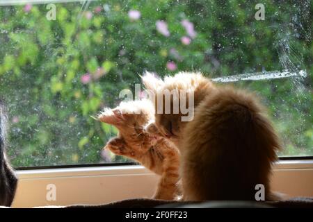 Flauschige Kätzchen spielen neben einem Fenster Stockfoto