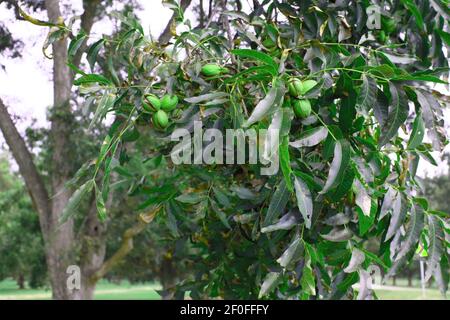 Reife Pekannüsse bereit für die Ernte auf einem Pekannüchsengarten Im Süden Stockfoto