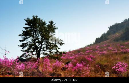 Rhododendron schlippenbachii, die königliche Azalee, ist eine auf der koreanischen Halbinsel heimische Art. Diese wachsen wild auf der Insel Geoje, Südkorea. Stockfoto