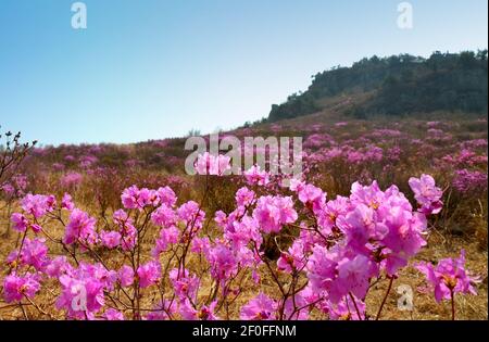 Rhododendron schlippenbachii, die königliche Azalee, ist eine auf der koreanischen Halbinsel heimische Art. Diese wachsen wild auf der Insel Geoje, Südkorea. Stockfoto