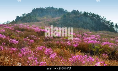 Rhododendron schlippenbachii, die königliche Azalee, ist eine auf der koreanischen Halbinsel heimische Art. Diese wachsen wild auf der Insel Geoje, Südkorea. Stockfoto