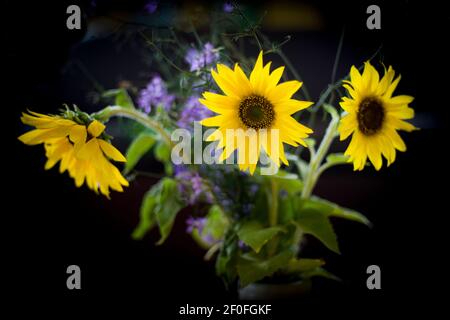 Sonnenblumen, auf dem Feld, wo holodomor (1932-33yy) Opfer begraben werden gewachsen Stockfoto